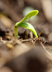 A small green plant is growing in the dirt