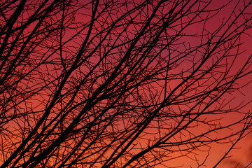 A tree with its branches bare and the sky in the background is orange