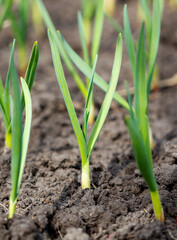 A bunch of green plants are growing in the dirt