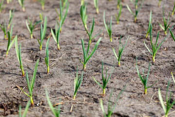 A field of green plants with a brown dirt background