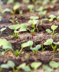 A field of green plants with red stems