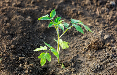 A small plant is growing in the dirt