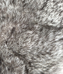A close up of a furry animal's fur