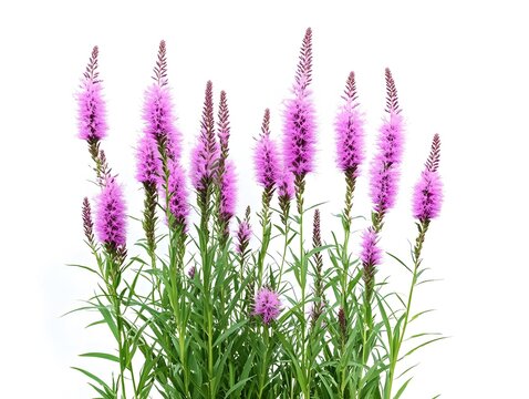 Liatris spicata Blooming Pink Flowers, Summer Garden Plants