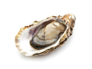 Fresh Single Oyster Shell, Raw Seafood Delicacy, Gourmet Food