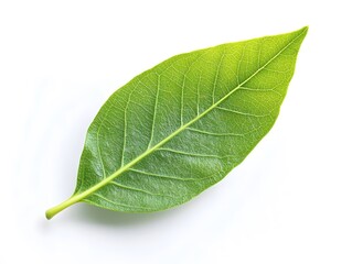 Obraz premium Single Green Leaf, Isolated, Botany, Nature, Veins, Plant, Biology, Macro, Photography, Detail