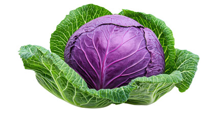 Vibrant Organic Cabbage in Lush Garden Setting