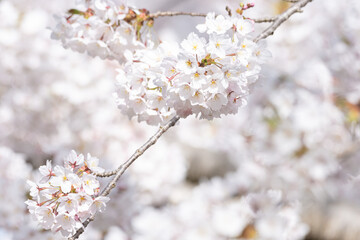 桜
