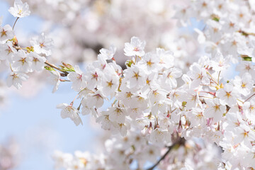 桜