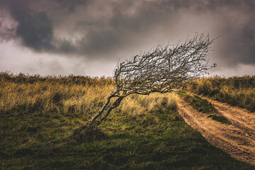 a tree in Denmark © Markus