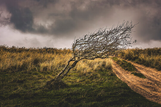 a tree in Denmark