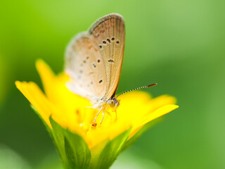 A butterfly rests gracefully on a bright yellow flower, set against a soft green background, highlighting its delicate details.