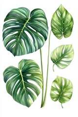Obraz premium Exploring the beauty of monstera deliciosa with detailed illustrations of its unique foliage
