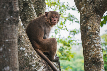 brown monkey sits on a tree in a tropical forest in Vietnam