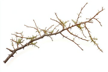 Obraz premium Acacia tree branch with thorns isolated on white background