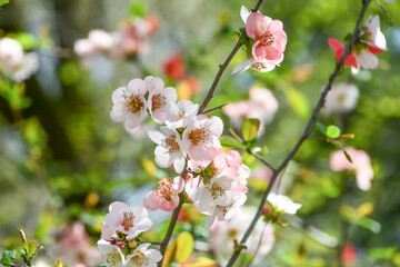 ボケの花