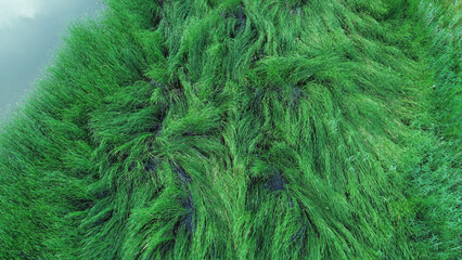 Fresh green wetland vegetation aerial view