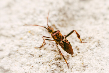 Conifer seed bug spreading across Europe