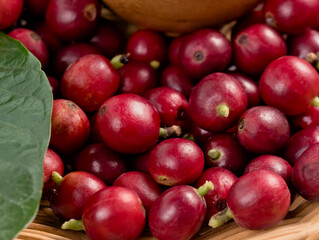 Red seed coffee bean berries ripe harvest for coffee farm garden