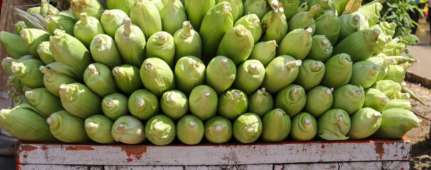 A Sheaf of Sweet Corns, farm fresh, organic, green, harvested, raw, food, delicious, healthy, sugar, snack, edible, vegan food.