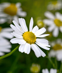 Obraz premium beautiful daisy flower in nature.