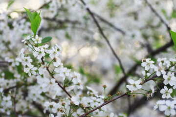 White flowers on a green bush. Spring cherry apple blossom. The white rose is blooming.