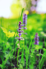 Plants and flowers macro. Detail of petals and leaves at sunset. Natural nature background.