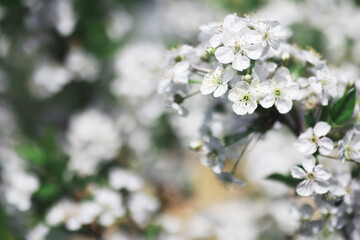 White flowers on a green bush. The white rose is blooming. Spring cherry apple blossom.