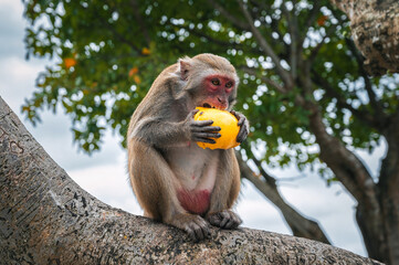 wild monkey eats mango sitting on a tree in forest in nature © alexkoral