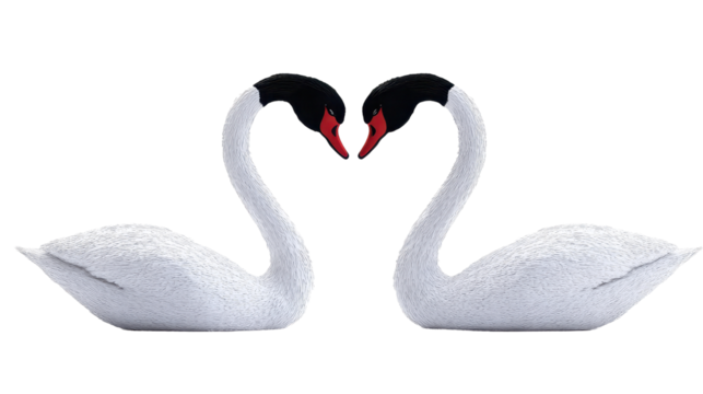 Two elegant swans forming a heart shape with their necks, symbolizing love and unity. transparent background