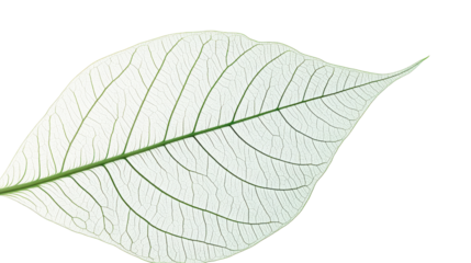 White skeleton leaf showing veins on transparent background