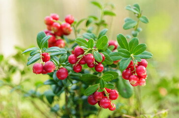 bush of wild ripe cowberry in a forest