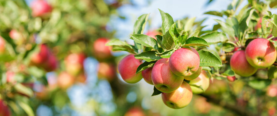 branch of ripe red apples hanging on tree in orchard garden