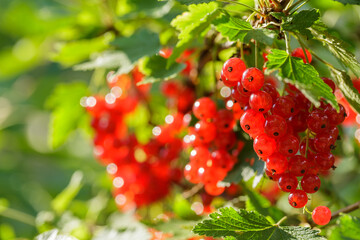 Obraz premium Ripe red currant hanging on bush in garden