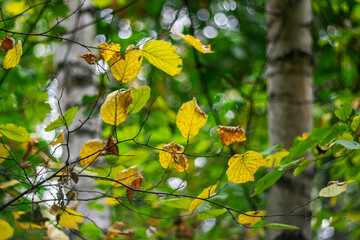 Yellow autumn leaves in the forest at the beginning of autumn.