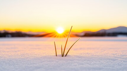 Green grass blades emerging from snow at sunrise, showcasing resilience in a winter landscape