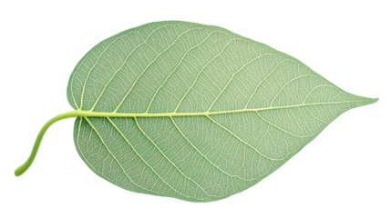 Green bodhi leaf showing veins on transparent background