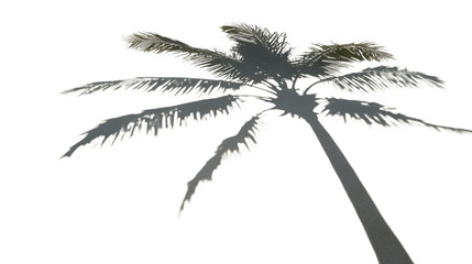 Palm tree swaying gently in the wind on transparent background