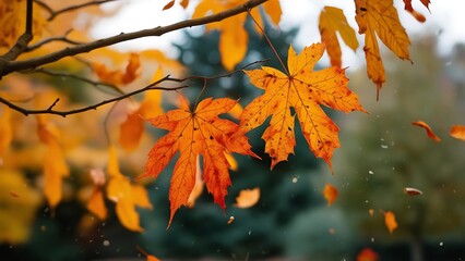 Falling Autumn Leaves: Vibrant Seasonal Stock Photo