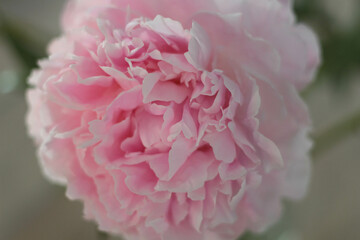 Background of pink peonies. Beautiful peony flower. Floral shop and delivery concept. The gentle lighting and harmonious composition create a dreamy atmosphere,