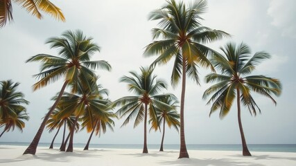 Obraz premium Palm trees swaying gently in the breeze on a pristine white sand beach, natural, serene