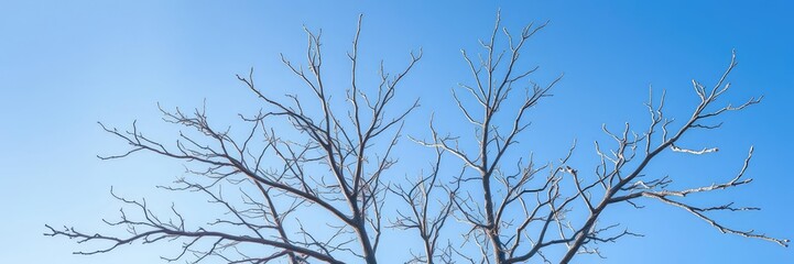 Obraz premium The stark branches of a bare tree stretch towards the bright blue sky on a frosty winter morning, cold weather, frozen leaves, blue sky