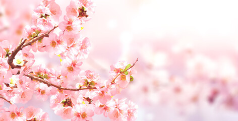 Horizontal banner with Japanese Quince flowers (Chaenomeles japonica) of pink color on sunny backdrop. Nature spring background with a branch of blooming Quince. Copy space for text