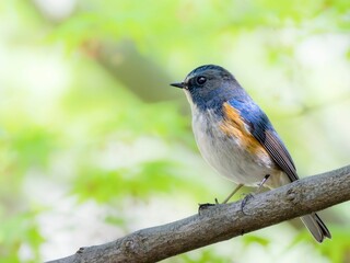 森の中で枝に留まって周りを見渡しているルリビタキの雄