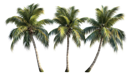 Three coconut palm trees swaying gently on transparent background