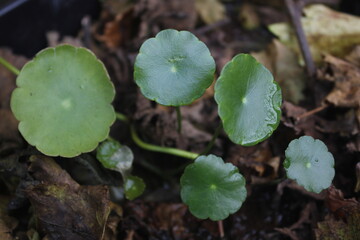 Pegangan air or Hydrocotyle vulgaris is one of the plants to decorate fish ponds