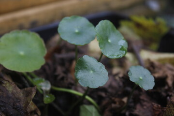 Pegangan air or Hydrocotyle vulgaris is one of the plants to decorate fish ponds