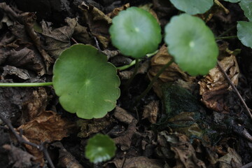 Pegangan air or Hydrocotyle vulgaris is one of the plants to decorate fish ponds