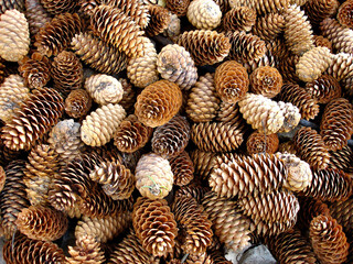  Pile of Natural Pine Cones in Various Shades of Brown