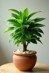 Ficus elastica bush in a pot with decorative stones, garden planter, houseplant